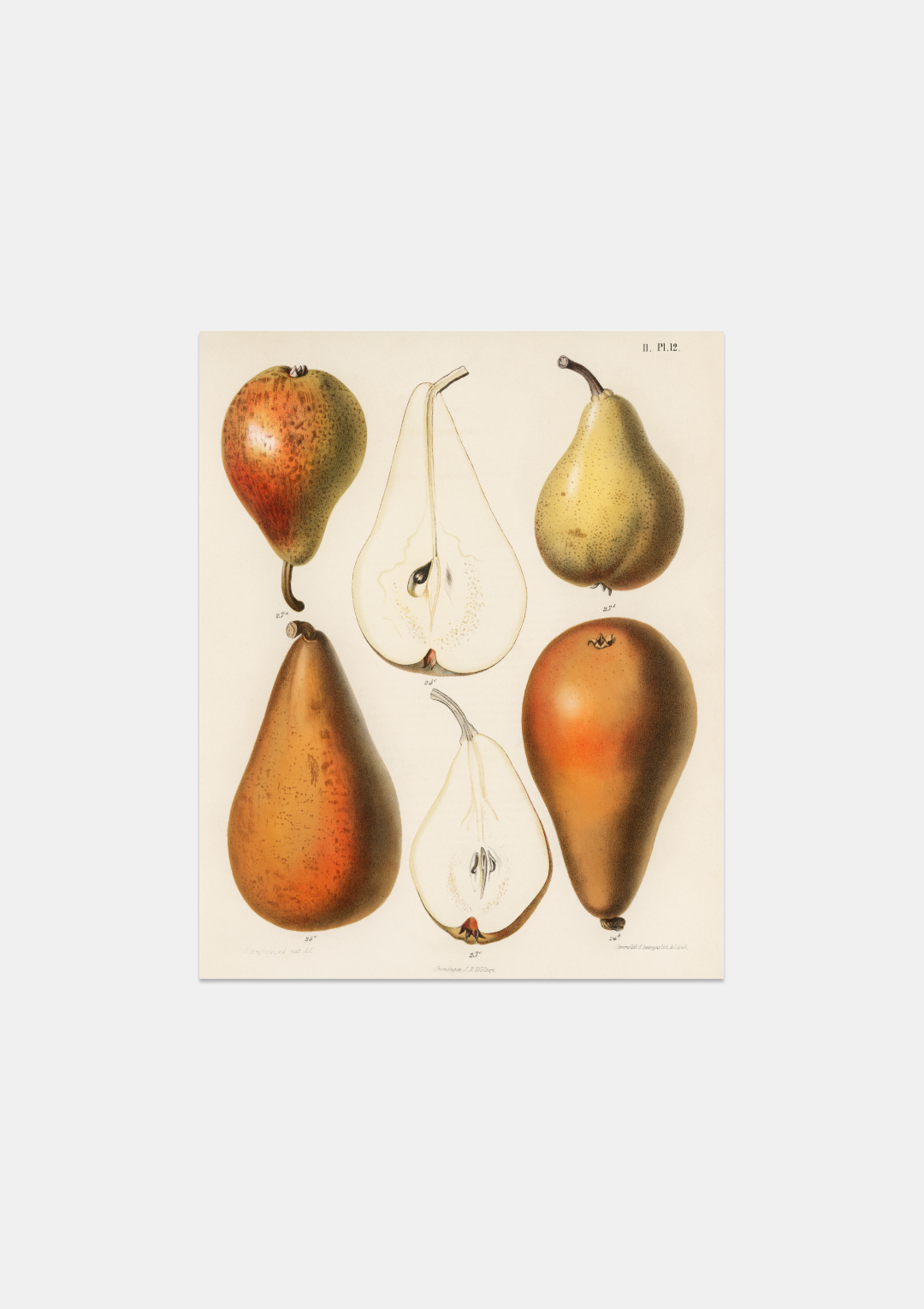 Fresh Pears