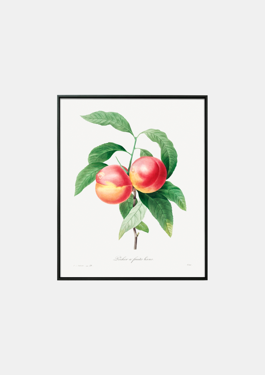 Peaches on a Branch