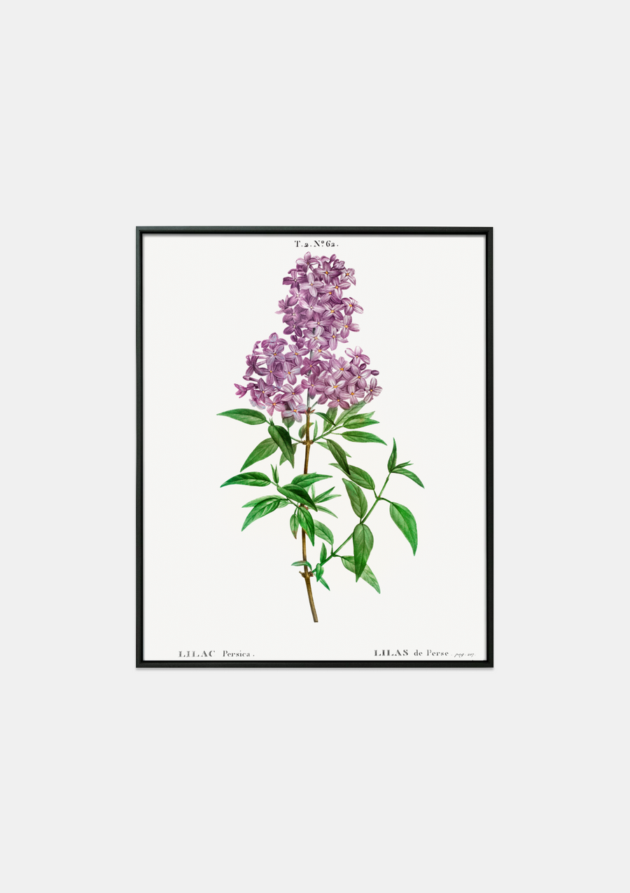 Persian Lilac